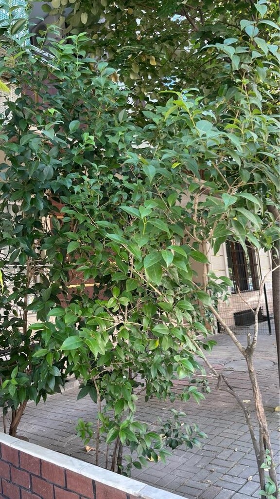 Çiçek Büyük Ağaç (Çit bitkisi/dekoratif) - 9