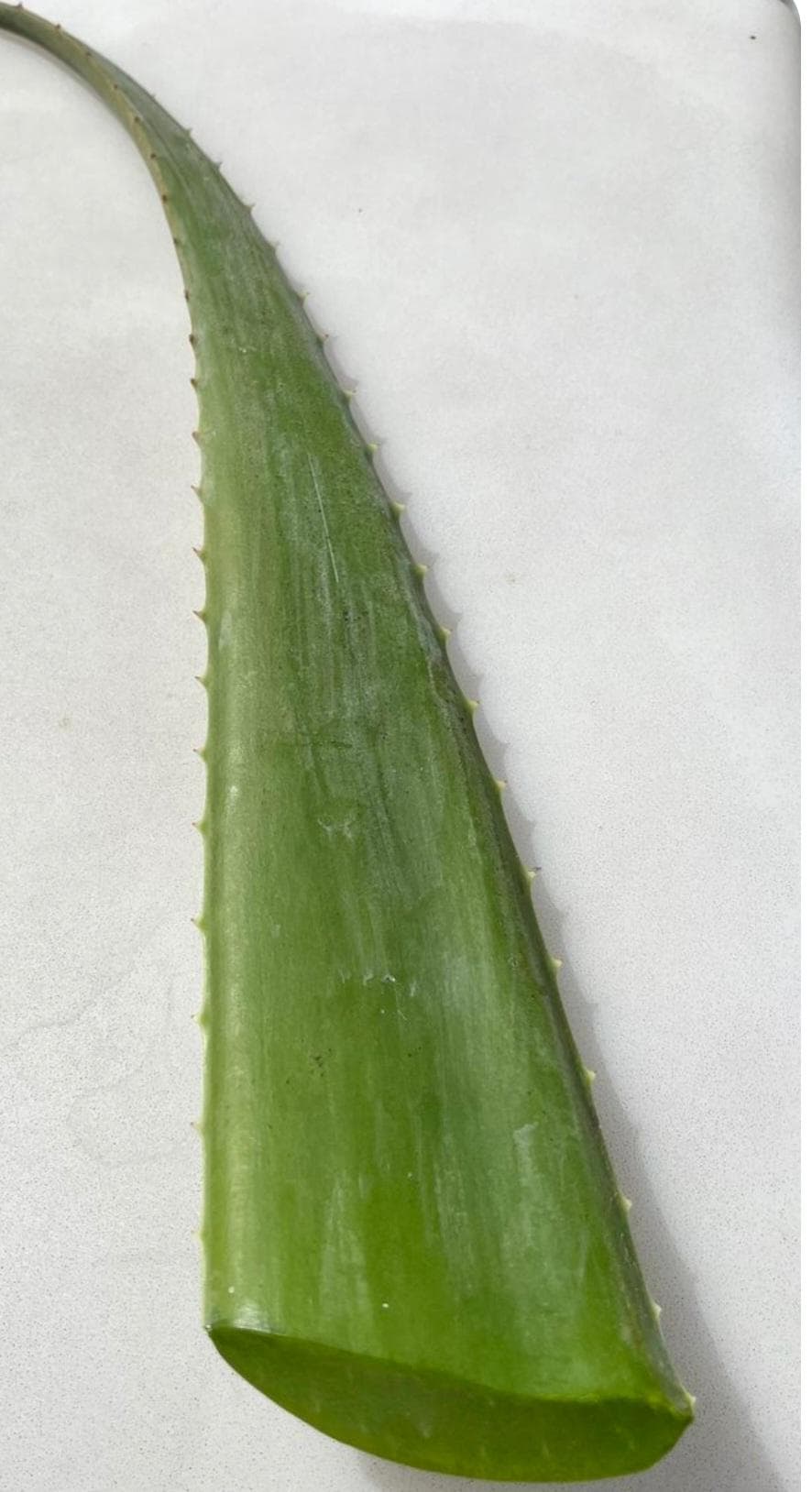 Meksika Cinsi Dev Aloe Vera Yaprağı - 2