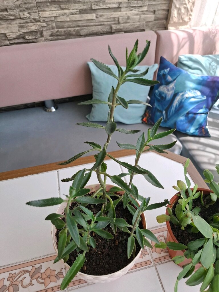 çiçek ( 2 saksı 550₺ ) - 2