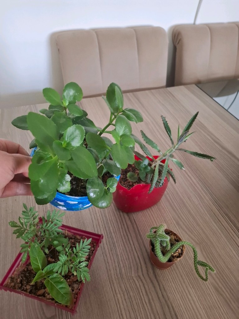 4 farklı canlı çiçek 100₺ - 11