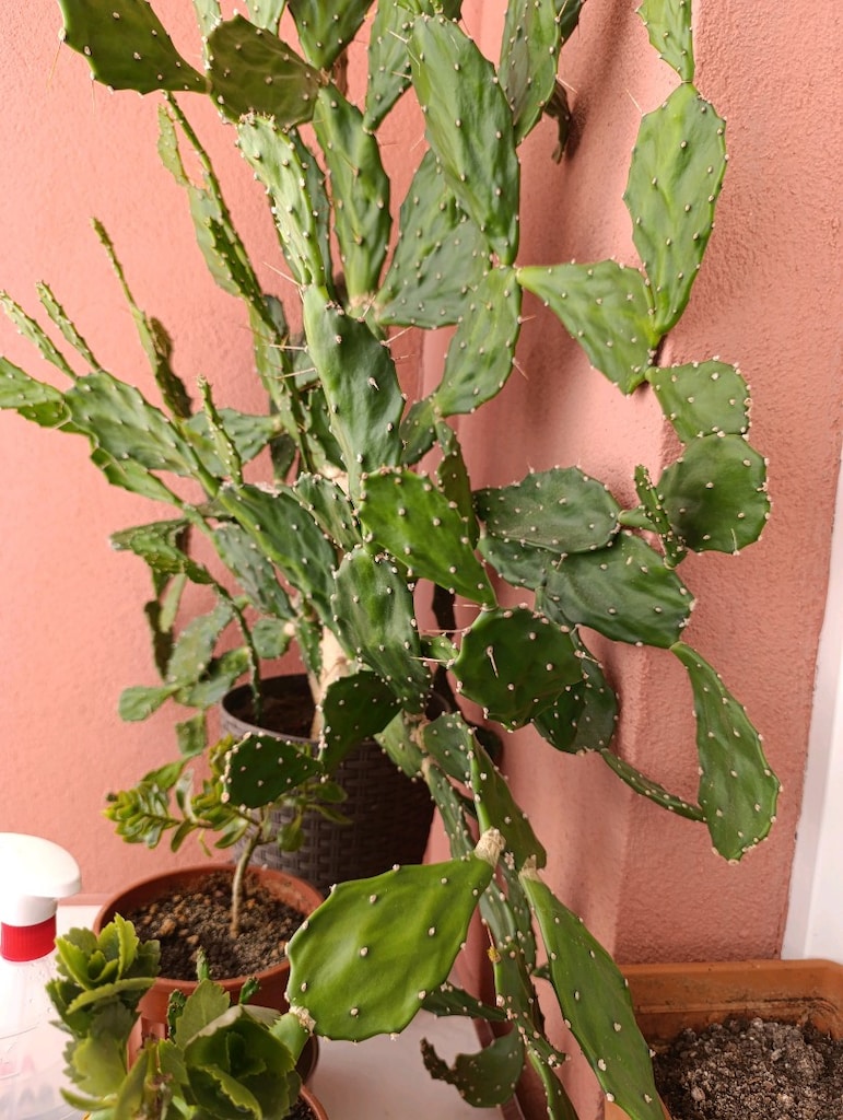 Kaynana Dili Kaktüs - 4
