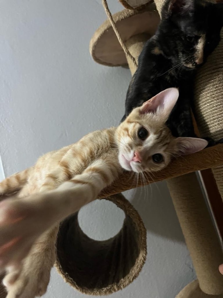 kedi evi - 2
