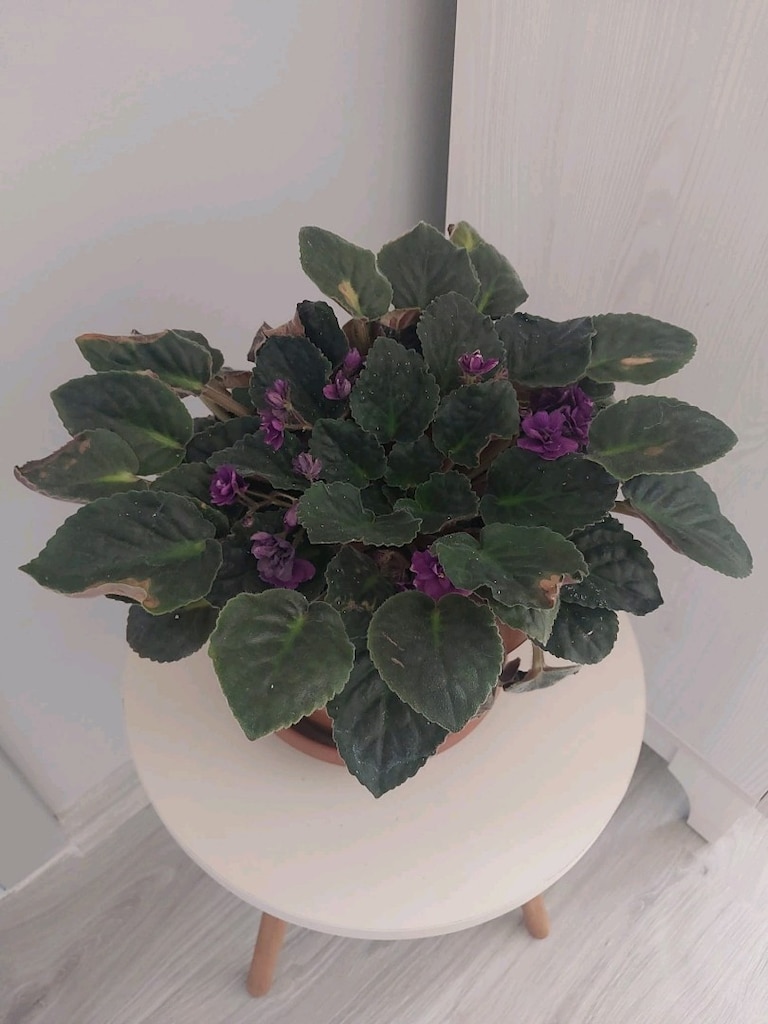 Magenta Menekşe - 5