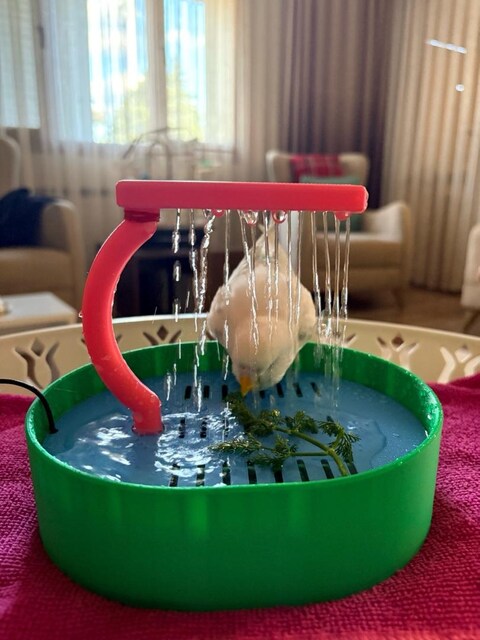 kuşlar için banyo , kuş havuzu