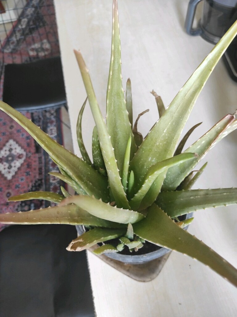 canlı çiçek aloavera - 4