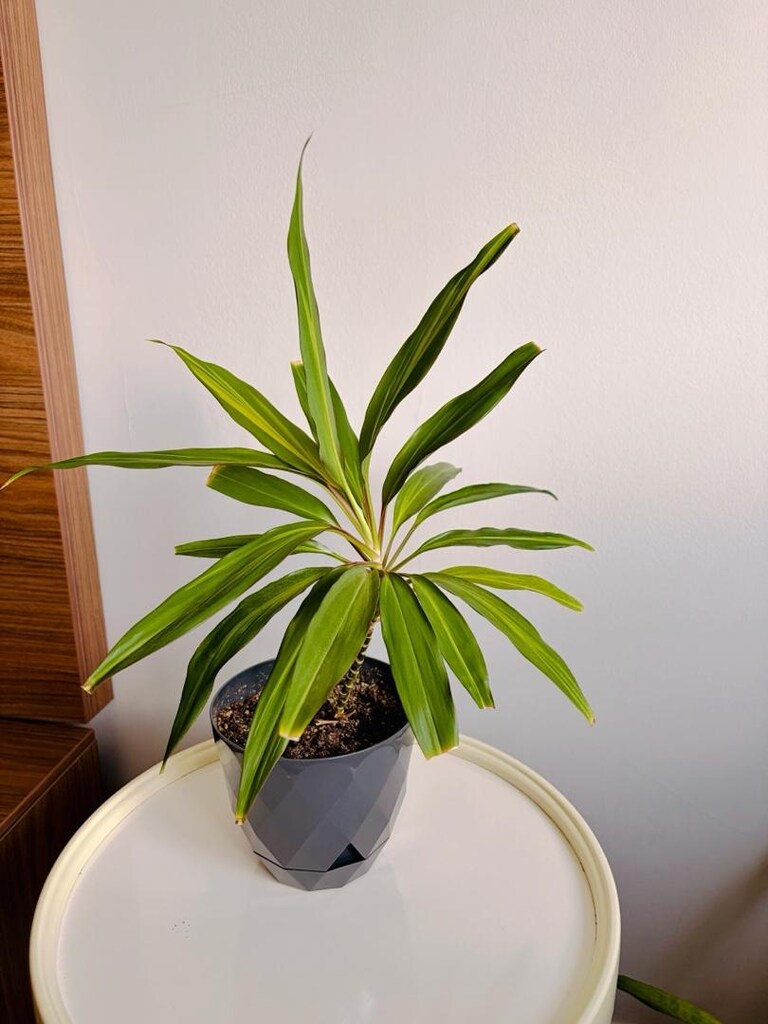 Sağlıklı ve Bakımlı Dracaena Salon Çiçeği 45 cm - 2