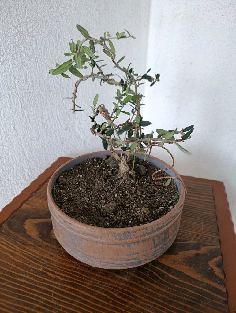 bonsai - 7