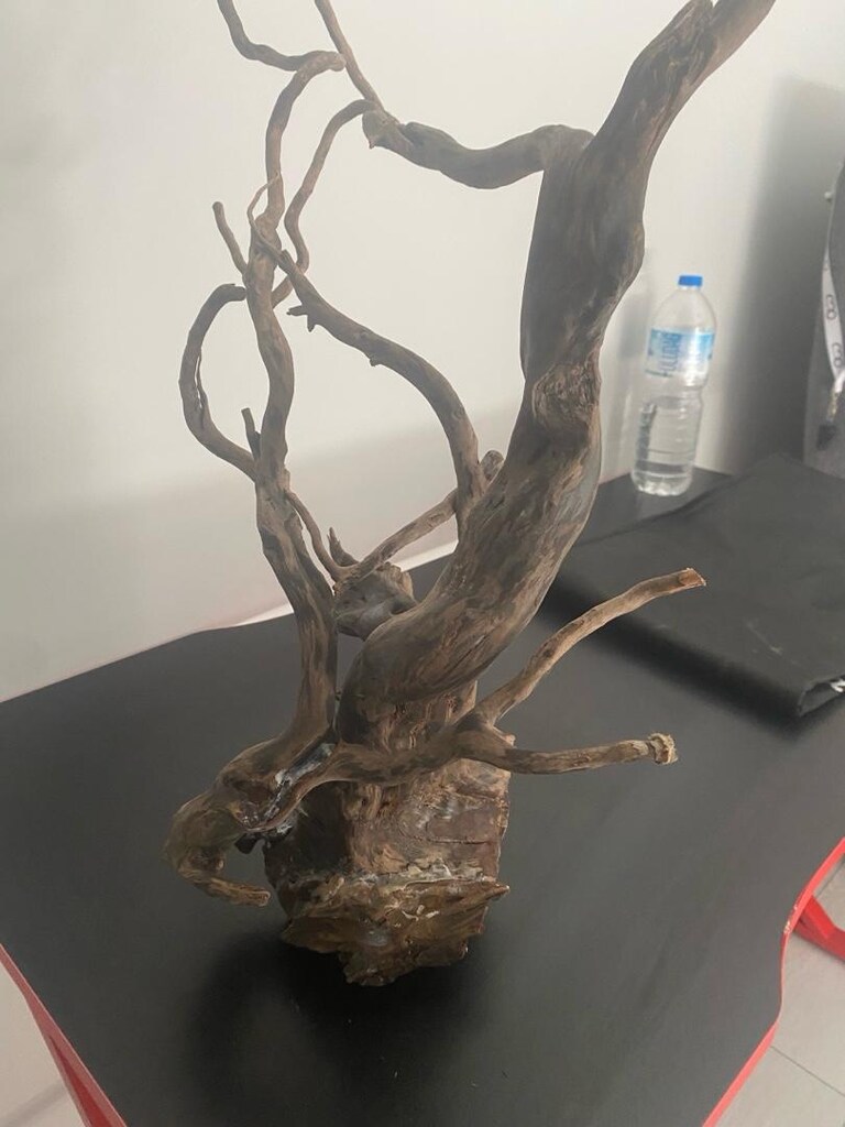 YATI KÖKÜ - 3