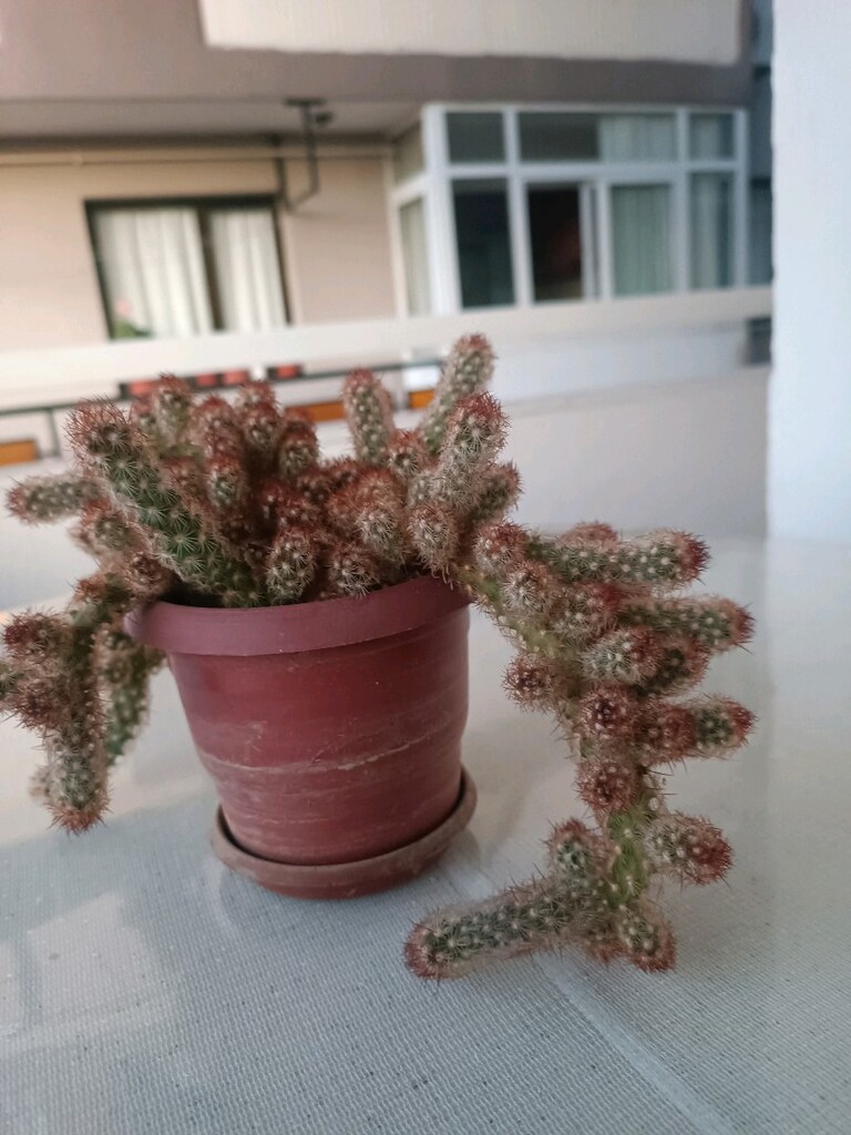 KAKTÜS PEMBE ÇİÇEK AÇAR - 2