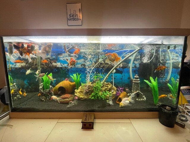 fullll set akvaryum