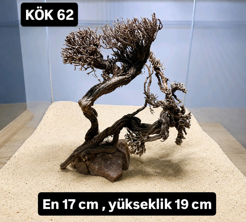 Moss ağaç - 8