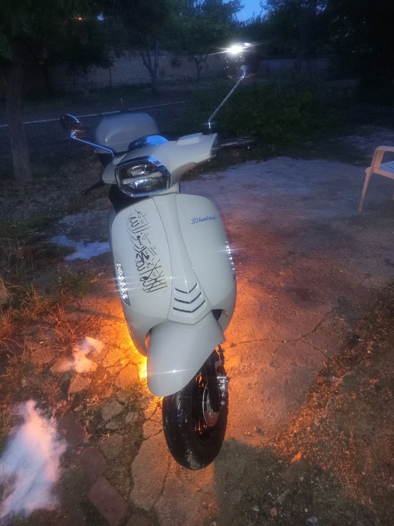 Kuba bluebird - 3