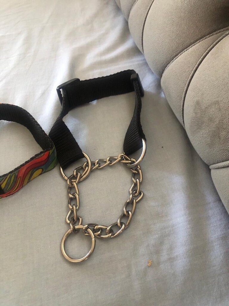 köpek tasması - 4