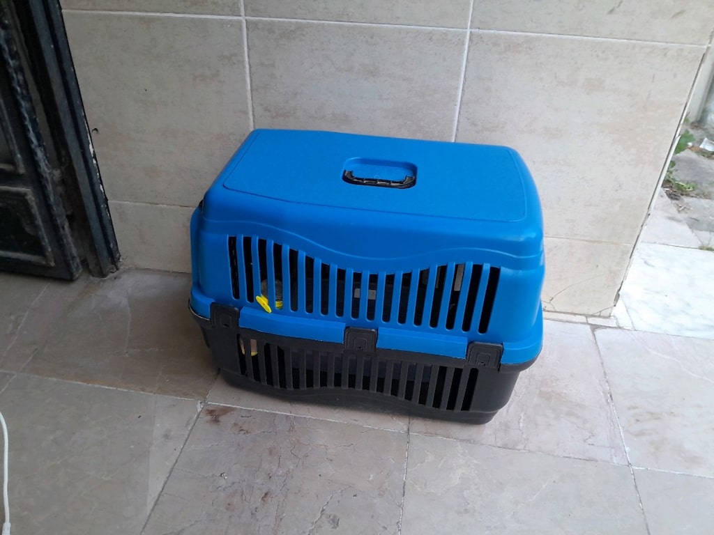 kedi ve köpek için koymak için sağlam kırık yok - 7