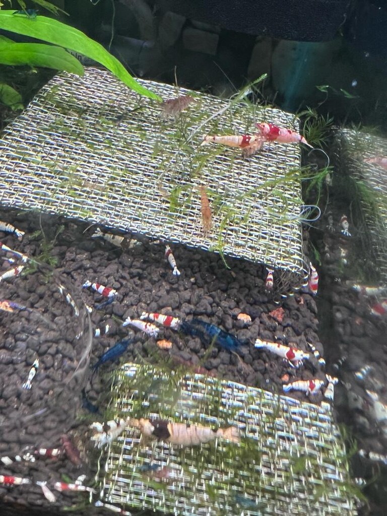 Caridina Neocaridina Akvaryumu - 5