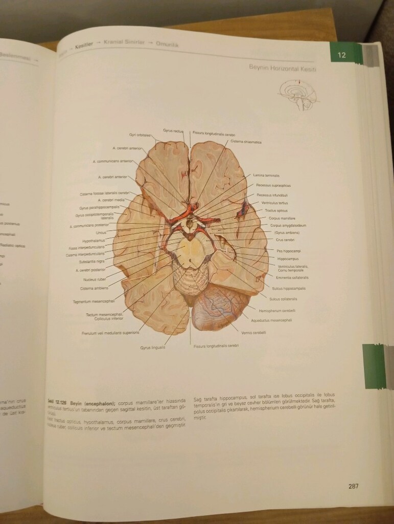 Sobotta İnsan Anatomisi Atlası - 4
