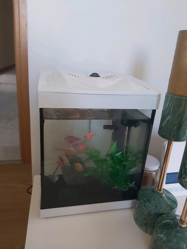 akvaryum genetik tetra - 2