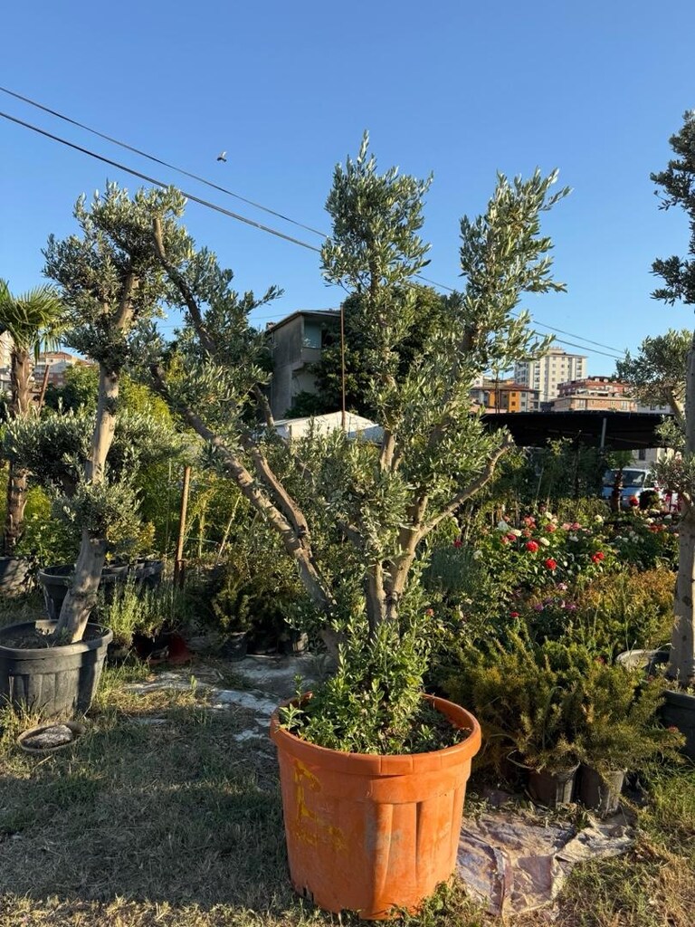 zeytin ağacı - 5
