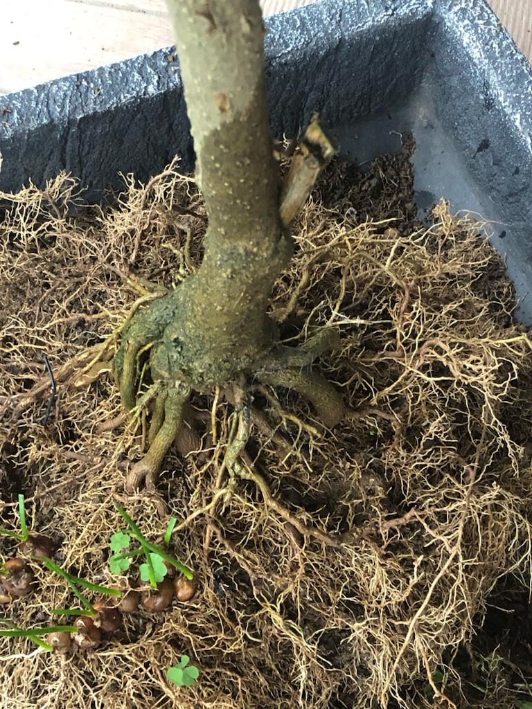 Sarı Yasemin Bitkisi Bonsai Formunda - 6