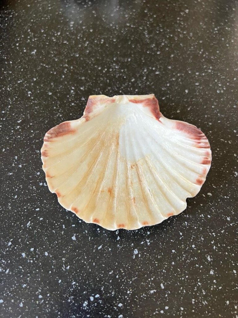 12x10 cm ölçülerinde büyük boy doğal deniz kabuğu - 2
