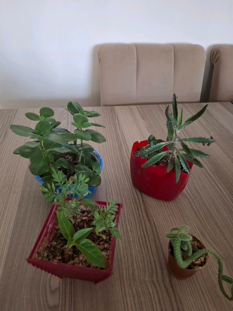 4 farklı canlı çiçek 100₺ - 14