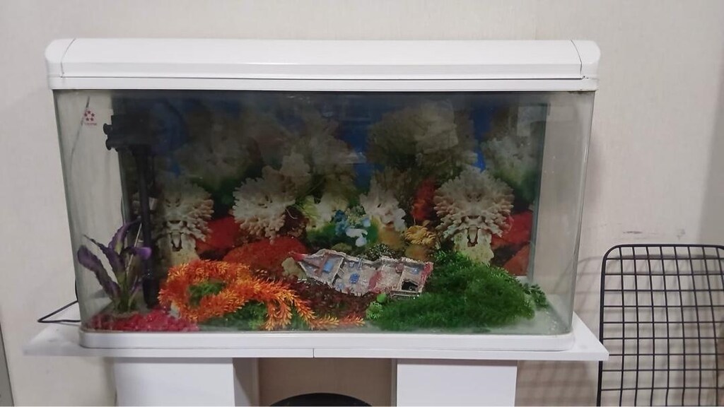 Büyük Akvaryum - 3