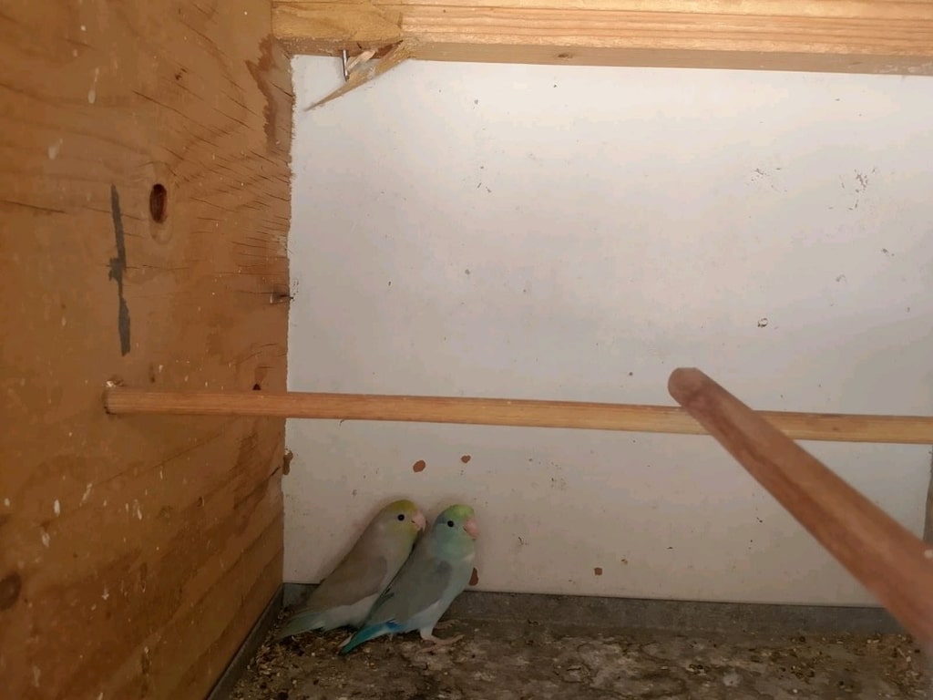 Pet malzeme - 4
