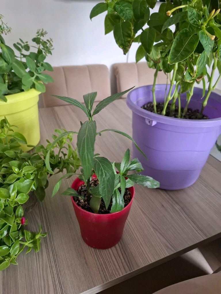 hepsi 550₺ canlı çiçekler - 16