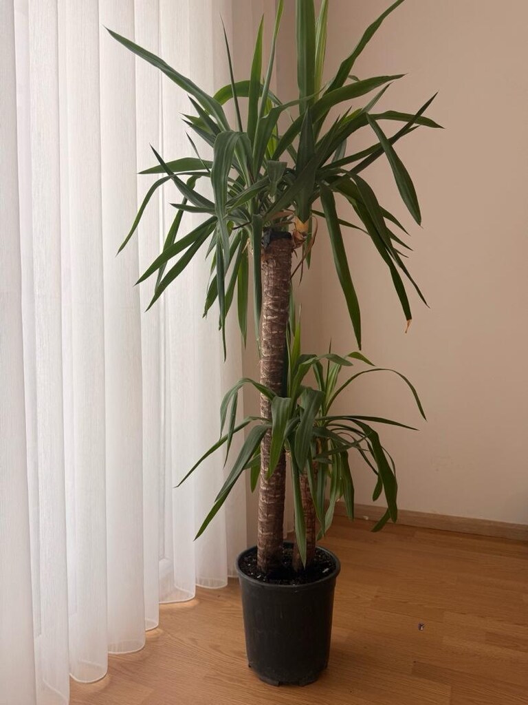 Yucca Yuka ofis ve salon bitkisi - 2