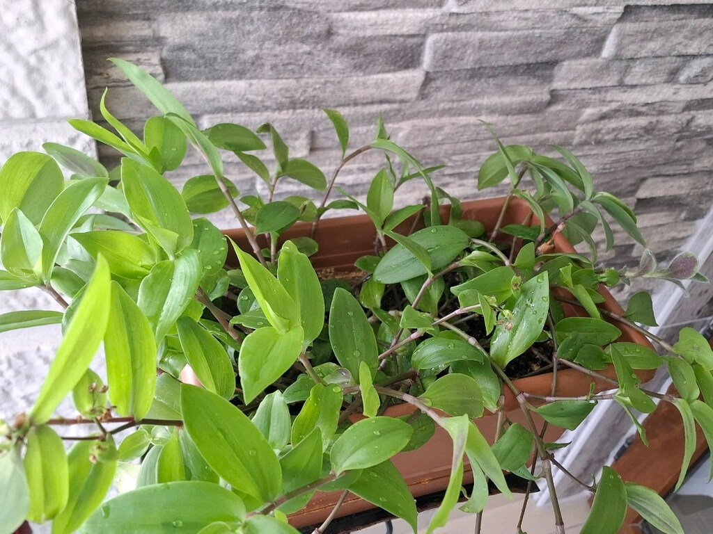telgraf çiçeği ve çiçeklik 1050₺ - 6