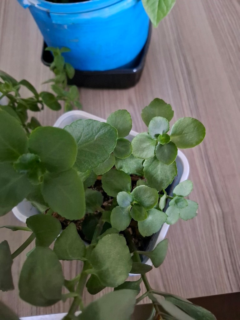 canlı çiçekler ( hepsi 350₺) - 7