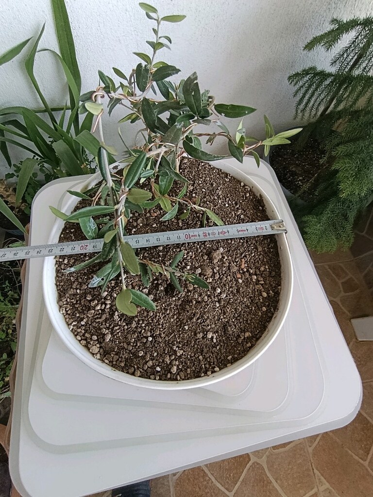 bonsai - 2