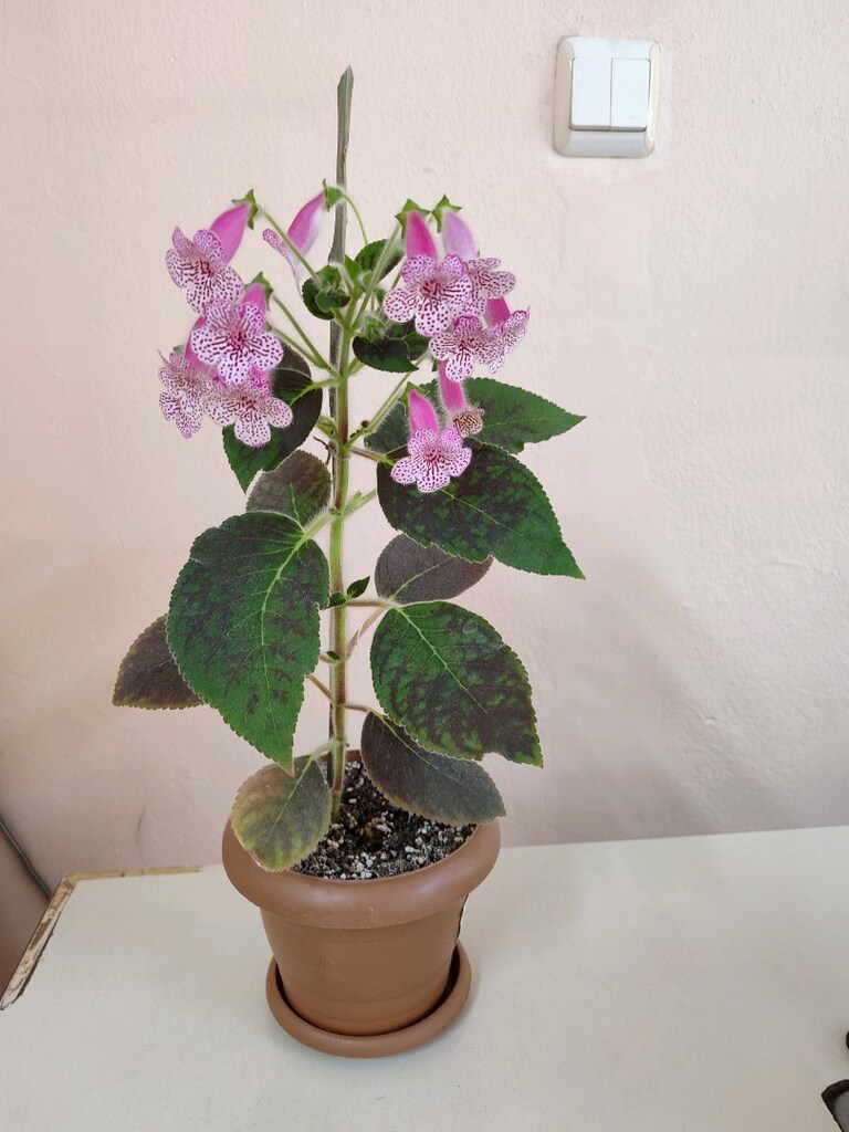 Çiçek kohlera pembe - 2
