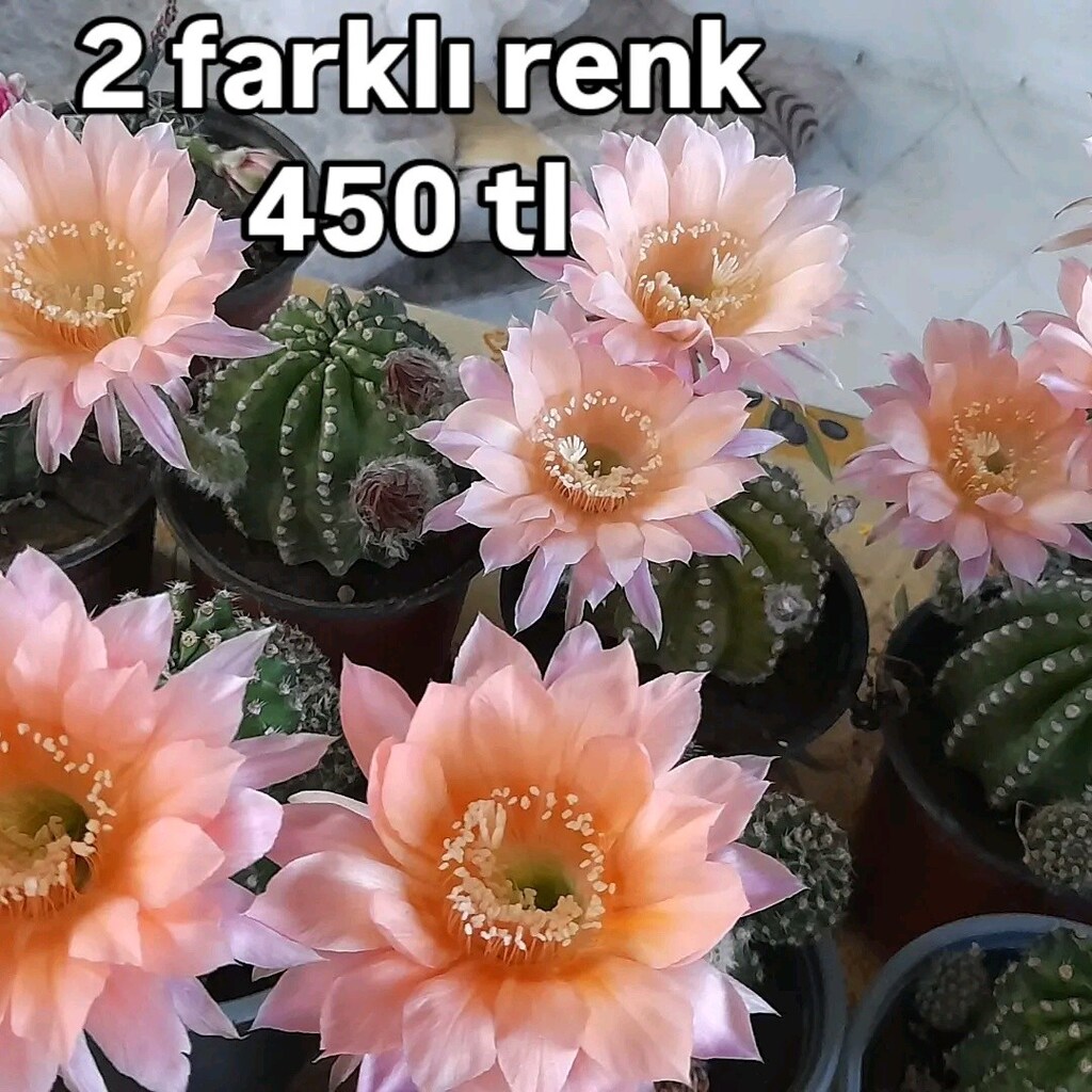 açıklamayı okuyun - 3