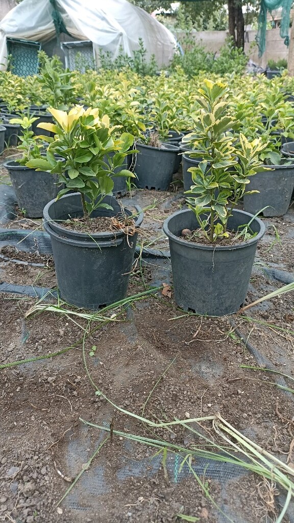 altunitaflan - 8
