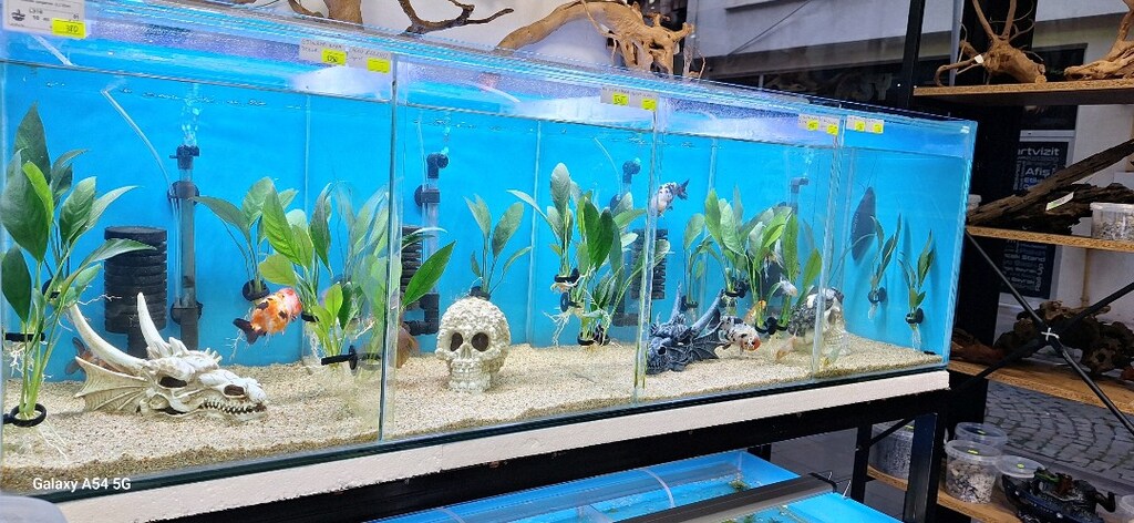 Anubias Congensis L Boy 20 cm İthal Bitki - 2