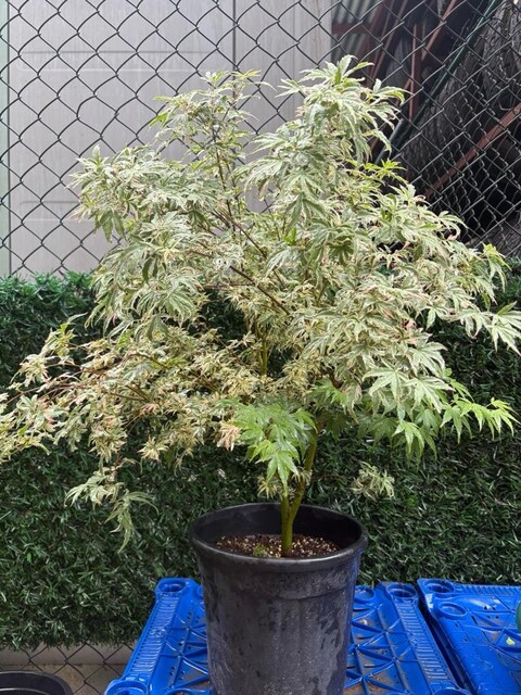 Acer Palmatum Butterfly