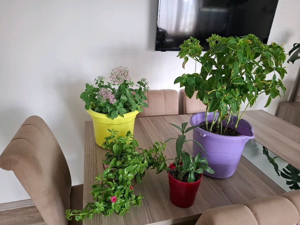 hepsi 550₺ canlı çiçekler - 19