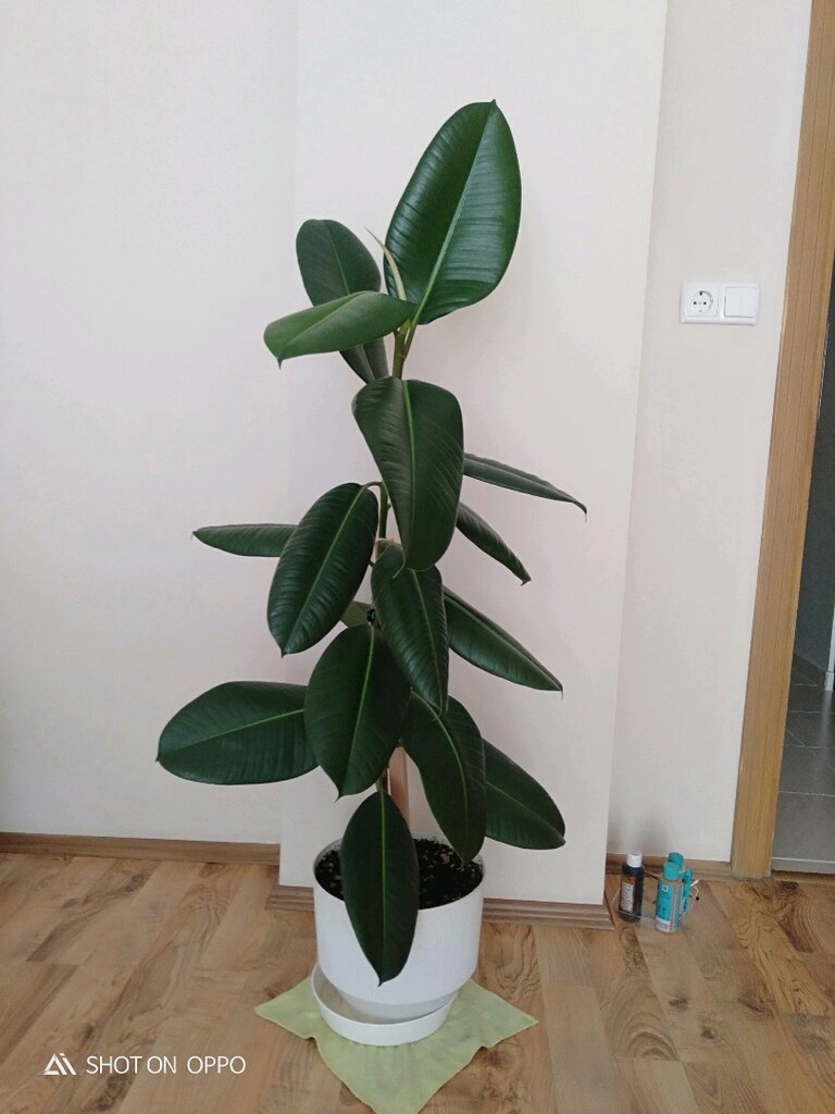 I KAUÇUK BİTKİSİ ÇÇEĞİ ( canlı çiçek )