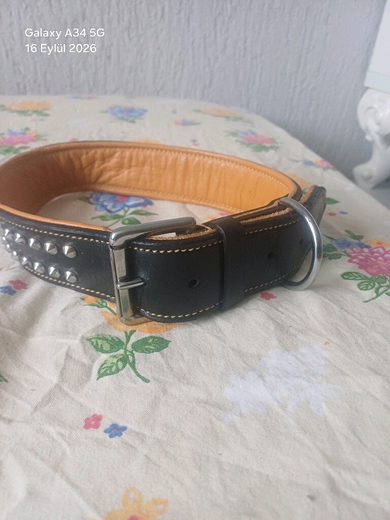 deri köpek tasması