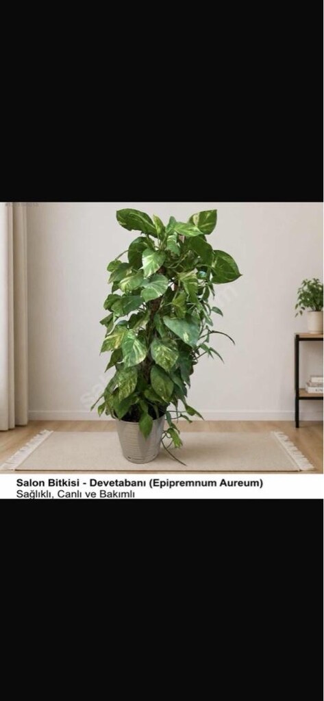 Canlı Çiçek Salon Bitkisi Devetabani Epipremnum Aureum - 2