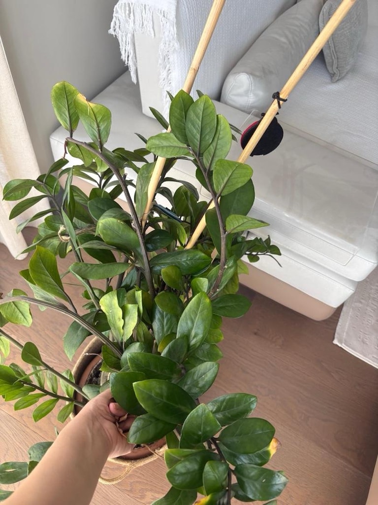 90 cm büyük boy zamia - zz - zeze çiçeği - yeni sürgünlü - 6
