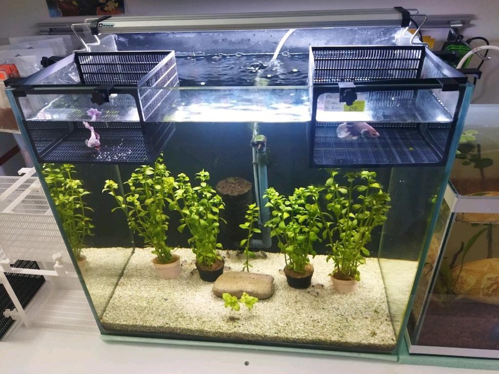 3D Balık ayırma sepeti ... Salınım yapmaz kaliteli malzeme ... - 6