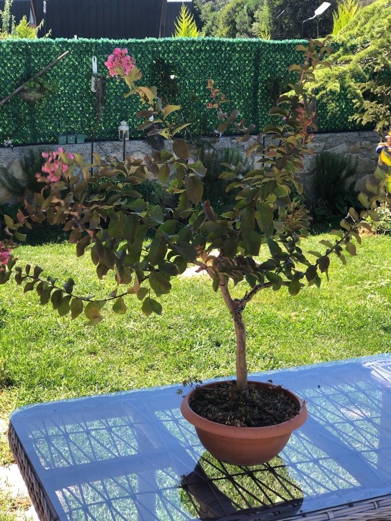 Bonsai Oya Ağacı - 4
