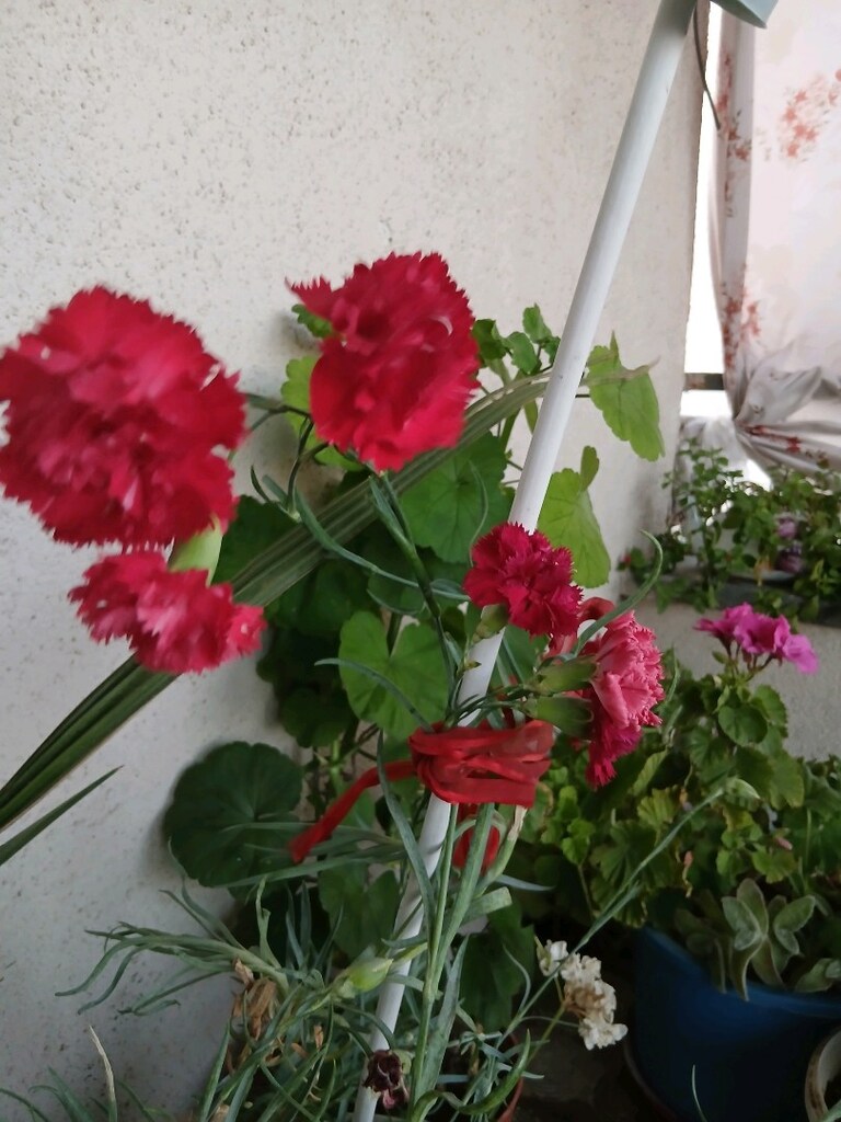 ksranfil 2 renklikırmızı güvez - 2
