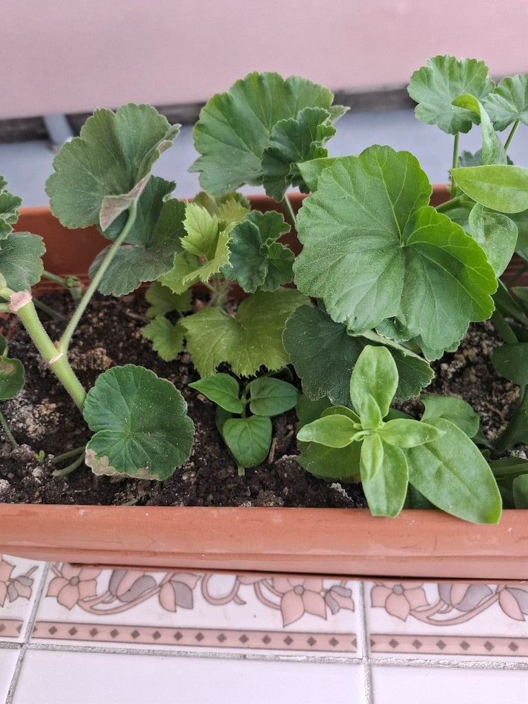 Karışık çiçekler - 5