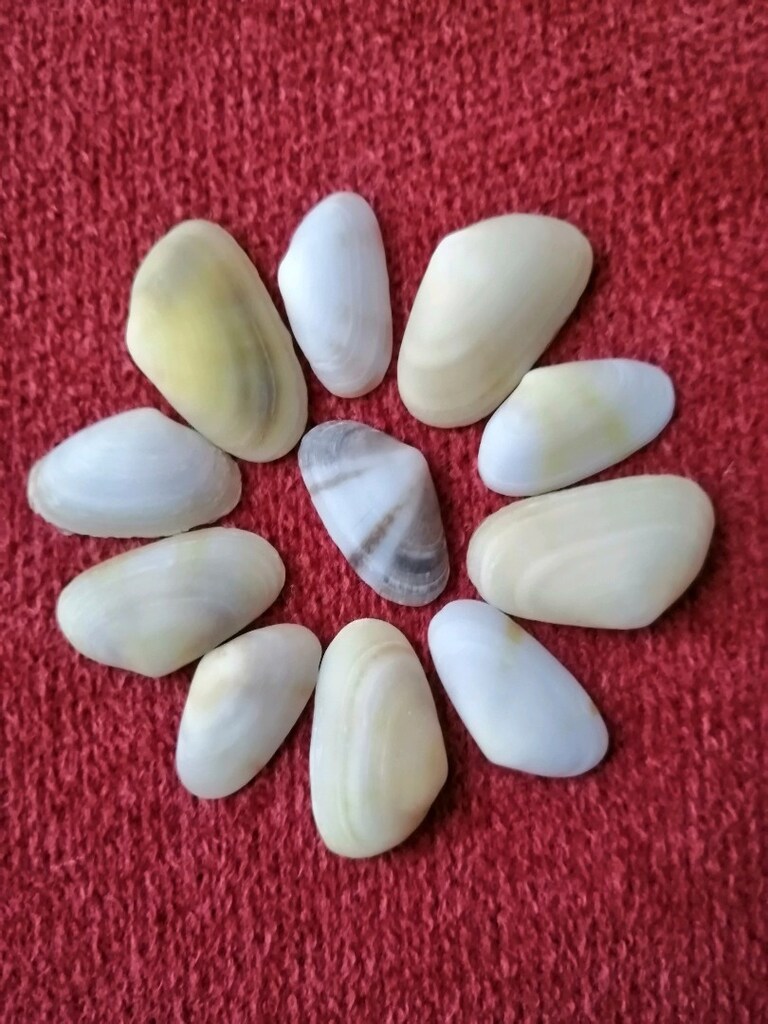 Deniz Kabuğu Seti (12)