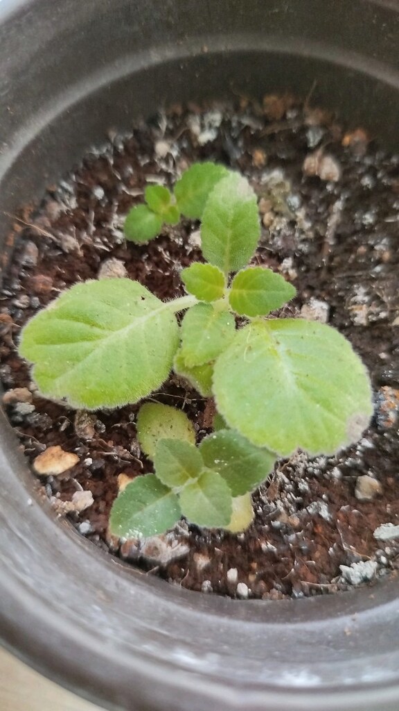 Gloxsinya fidesi iki adet - 2