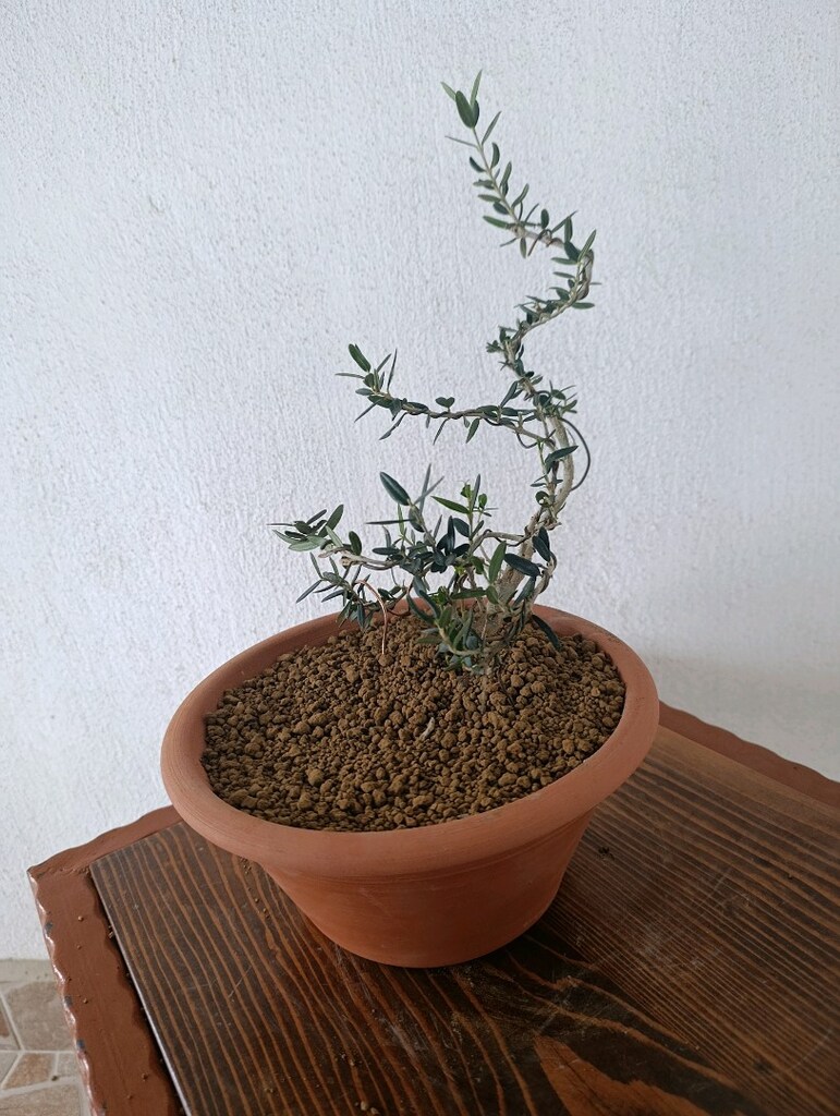 bonsai - 9
