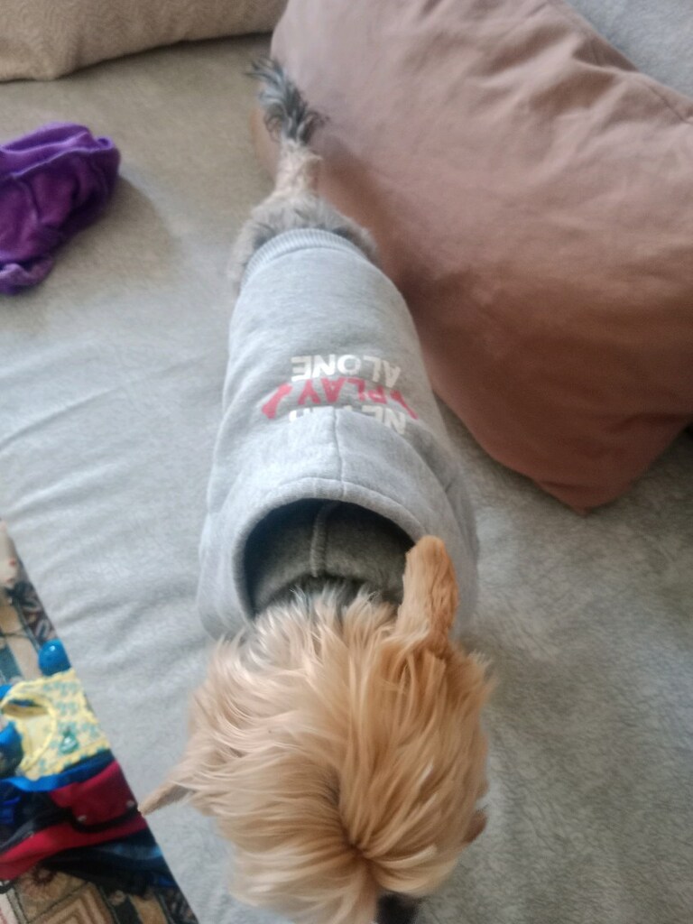 köpek giyisisi S beden - 3